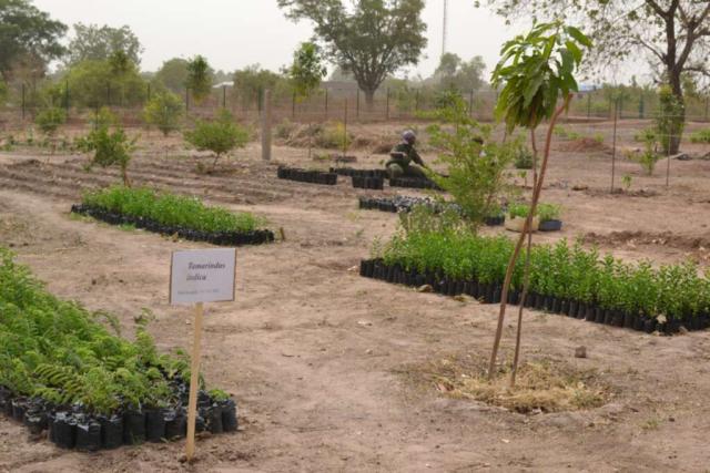 CSFP de Bounkiling Pépinière de plants