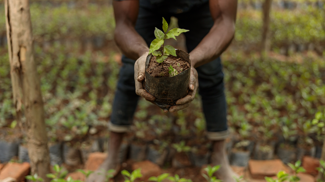 Motte de terre avec une plante tenue entre des mains