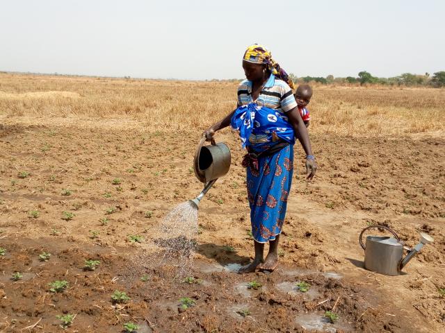 Femme, bébé au dos, arrose son champ de pommes de terre