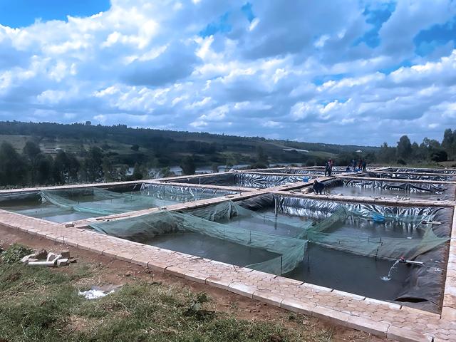 A fish farm in Rwanda features rectangular ponds with nets under a partly cloudy sky. A few people work near the ponds, surrounded by green hills.