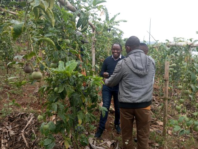 Passonaria plantation (passion fruit).
