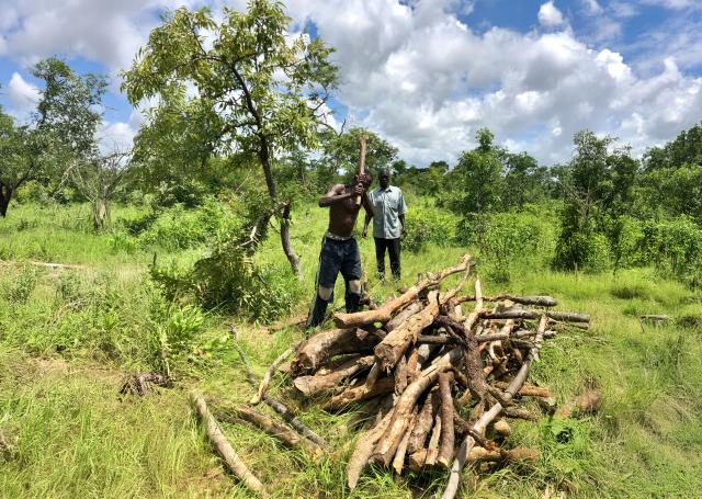 Two Burkinabè men are standing in front of a pile of branches and one of them is about to cut one in half with an axe.
