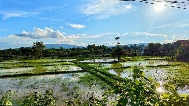 A picture of a ricefield in Lao PDR