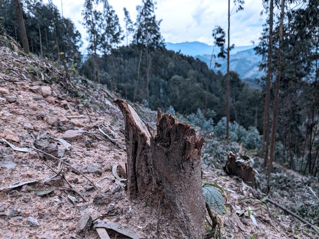 In the foreground, tree stumps and cleared land indicate deforestation.