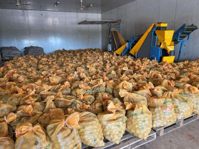 Sacs de pommes de terre entreposés sur des palettes dans un hangar réfrigéré