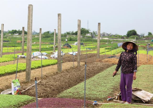 Agricultrice devant son champ au Vietnam