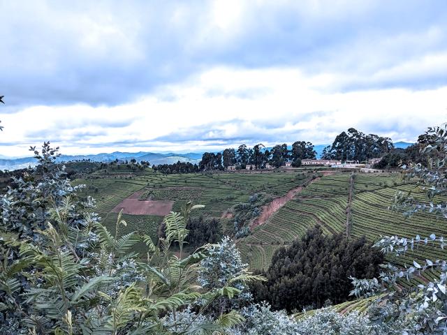 Terraced green fields stretch across Rwanda’s hills, dotted with trees and small houses.