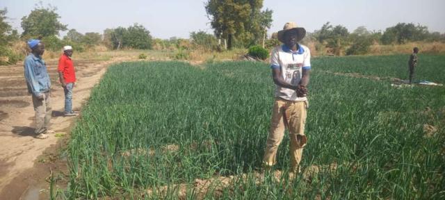 Visite guidée du périmètre maraîcher à Simban, Sirakoro