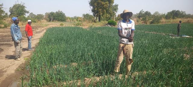 Visite guidée du périmètre maraîcher à Simban, Sirakoro