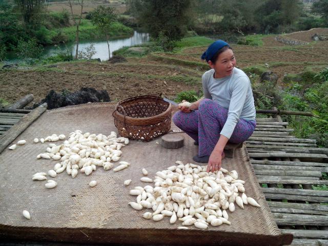 Agricultrice triant sa récolte