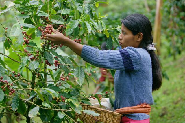 Femme récoltant du café au Nicaragua