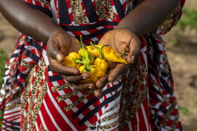 Une personne tient des piments jaunes et verts dans ses mains, portant une robe colorée. L'arrière-plan montre un champ avec de la terre et des plantes.
