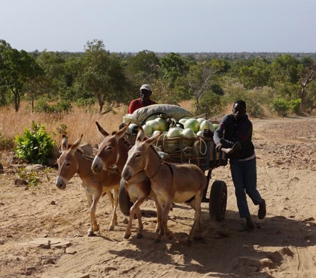 Deux ânes tirent une charrette chargée de fruits sur une piste poussiéreuse au Mali, entourée d’herbes sèches et d’arbres verts.