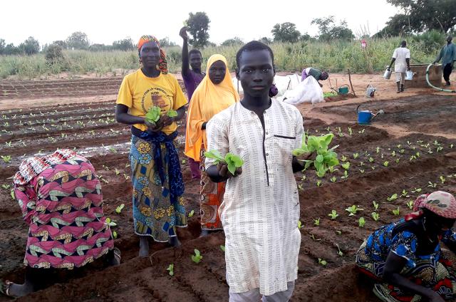 Un groupe de personnes plante des semis dans un champ au Niger, avec des rangées de terre brune et de jeunes plants, sous un ciel clair et des arbres en fond.