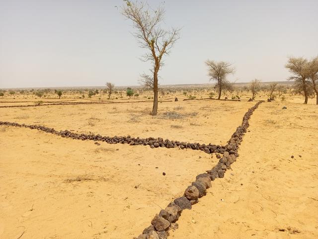 Un paysage aride avec des murets de pierres délimitant des parcelles sablonneuses, parsemé d’arbres secs sous un ciel clair.