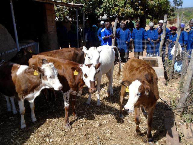 Des vaches brunes et blanches se tiennent sur un sol de paille dans un enclos, entourées de personnes en tenues bleues observant sous un arbre au Mali.