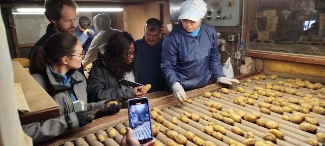 Potato seedling sorting and packaging centre.