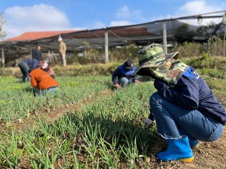 Farmers attending their crops