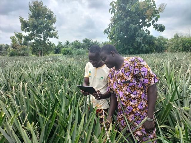 Deux hommes consultant une tablette dans un champ d'ananas