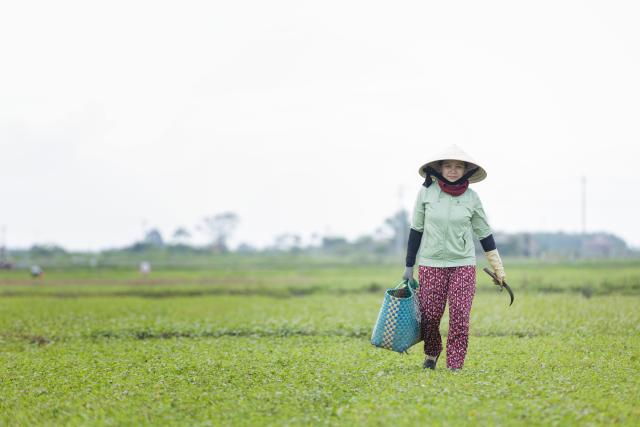 Vietnamese farmer in a field
